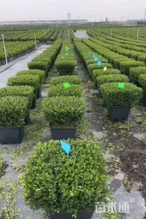 高度40厘米完美冬青
