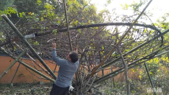 主蔓长500厘米紫藤