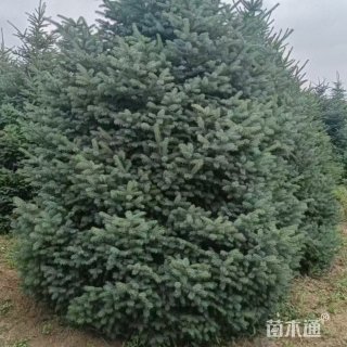 高度300厘米云杉