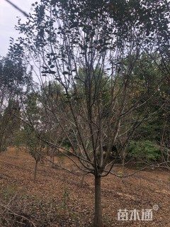 8公分绚丽海棠