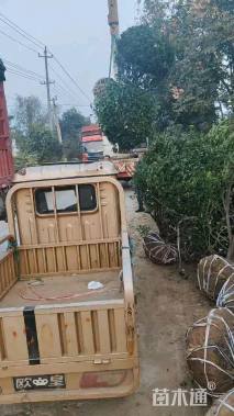 冠幅120厘米大叶黄杨球