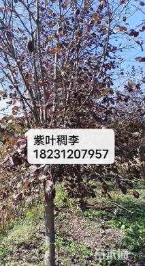 12公分紫叶稠李