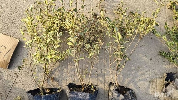 高度46厘米金姬小蜡