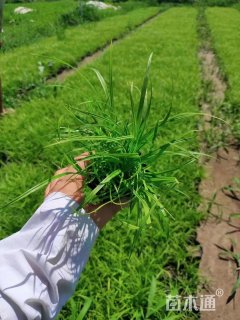 高度15厘米青绿苔草