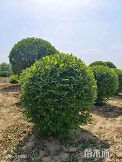 冠幅150厘米水蜡球