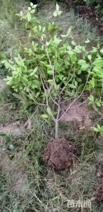 冠幅50厘米红叶石楠球