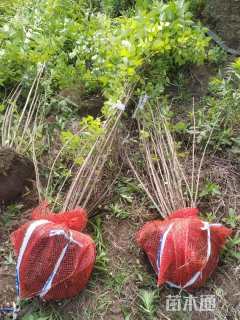 高度150厘米丛生金银木