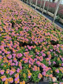 冠幅15厘米五色梅