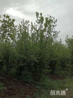 高度400厘米丛生茶条槭