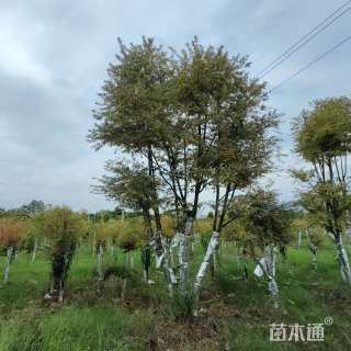 7公分红枫