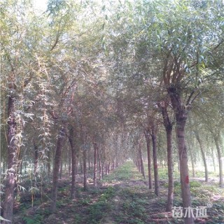 12公分金丝垂柳