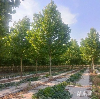 15公分法桐