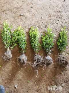 高度50厘米小叶黄杨