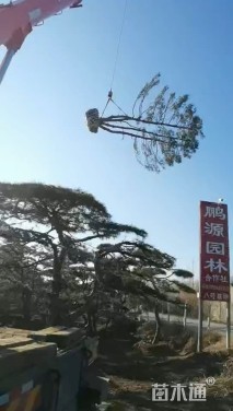 25公分松树