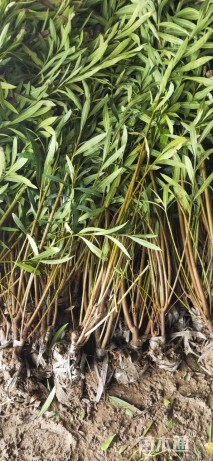 高度150厘米夹竹桃