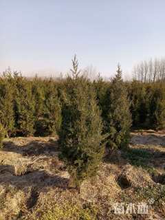 高度100厘米塔柏