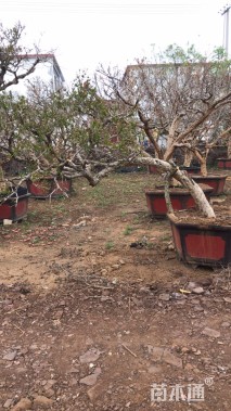 高度450厘米石榴
