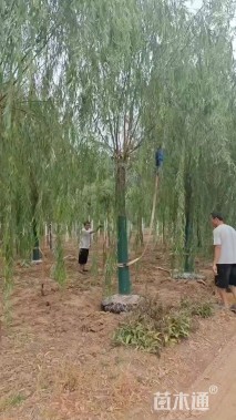 16公分垂柳