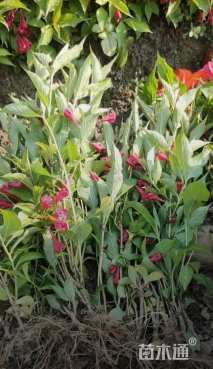 高度80厘米红王子锦带