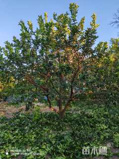 25公分丛生香橼