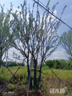 60公分(5杆)朴树