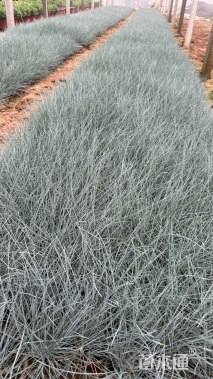 原生苗蓝羊茅