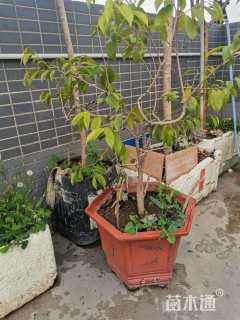 8公分海南黄花梨