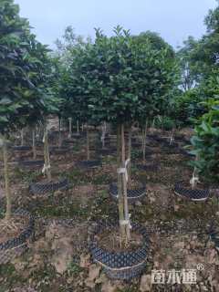 高度130厘米茶梅