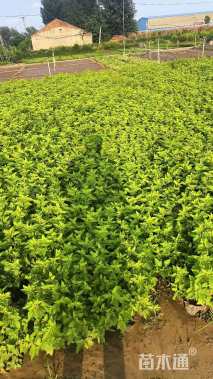 高度50厘米金叶风箱果