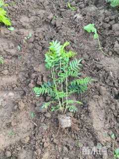 高度60厘米珍珠梅