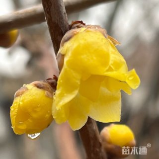 高度180厘米蜡梅