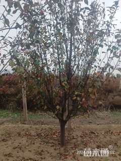 13公分八棱海棠