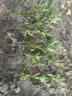 高度40厘米十大功劳