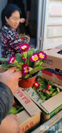 高度15厘米欧洲报春