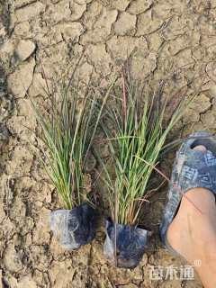 高度30厘米火焰狼尾草