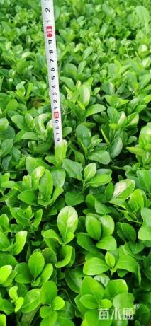 高度15厘米卫矛