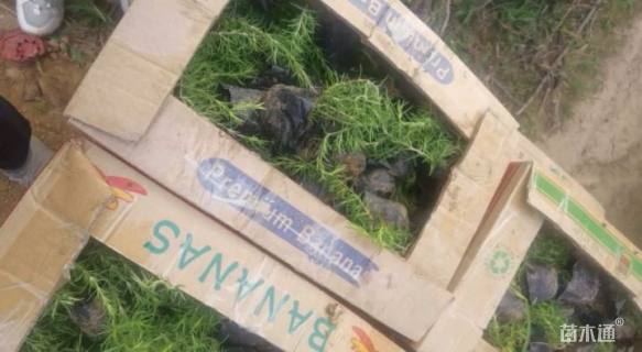 高度10厘米丛生福禄考