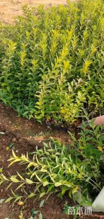 高度60厘米连翘