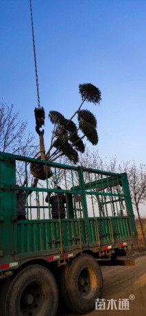 10公分造型小叶女贞