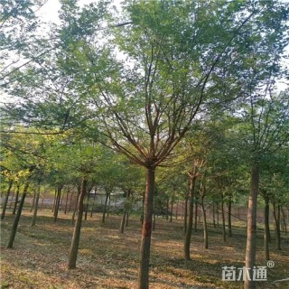 8公分国槐