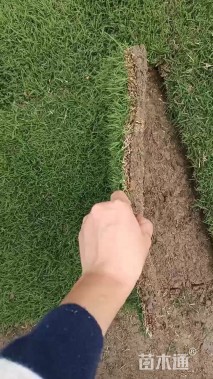 草卷状百慕大草