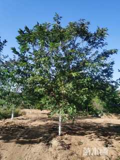 7公分红粉佳人樱