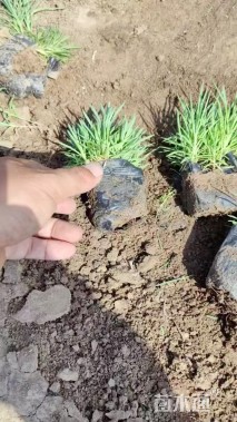 高度15厘米常夏石竹