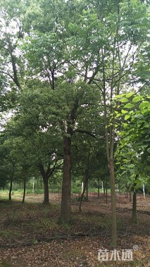 35公分香樟