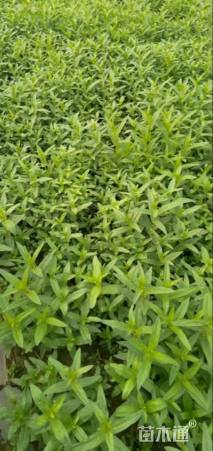 高度20厘米千屈菜