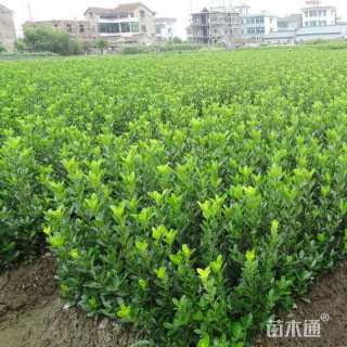 50厘米大叶扶芳藤