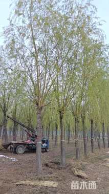 20公分柳树