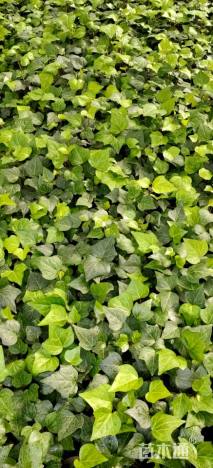 50厘米洋常春藤