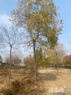 原生苗乌桕