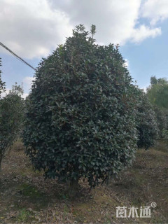 13公分桂花